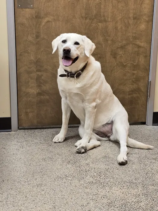 Rio Verde Animal Hospital Picture 3