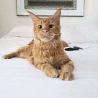 Veterinary Partners PLC ico