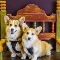 Dynamite Animal Hospital ico