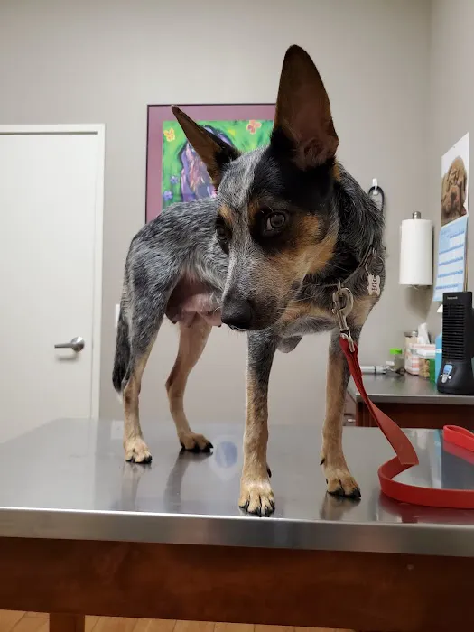 Union Hills Animal Hospital Picture 2