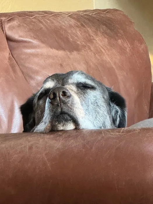 Union Hills Animal Hospital Picture 4