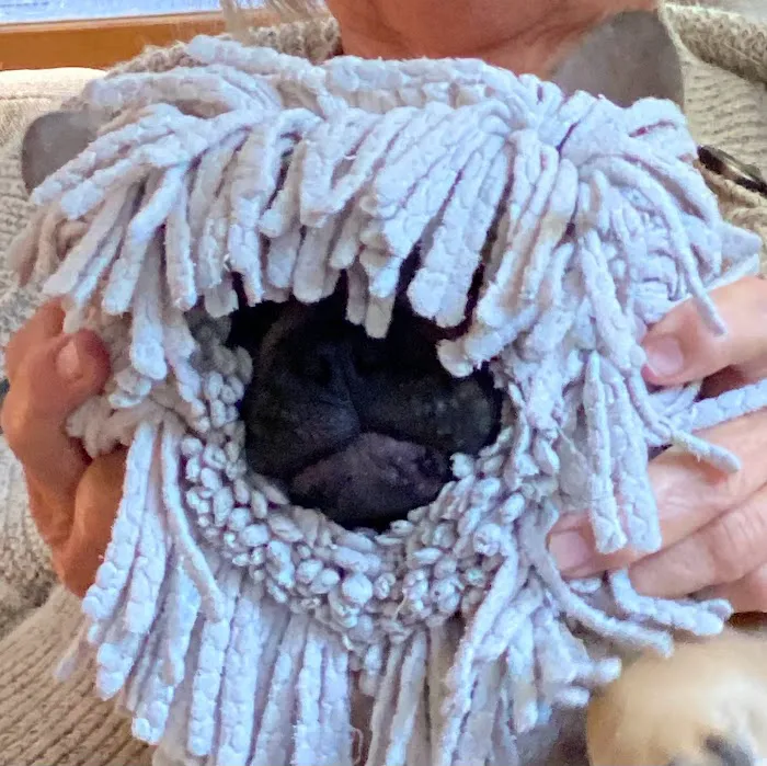 Union Hills Animal Hospital Picture 8