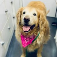 Valet Vet Mobile Veterinary Services ico