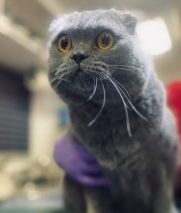 Valet Vet Mobile Veterinary Services Picture 6