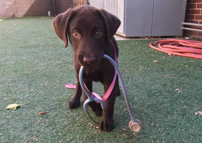 Valet Vet Mobile Veterinary Services Picture 10