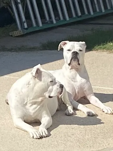 Banfield Pet Hospital Picture 1