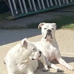 Banfield Pet Hospital