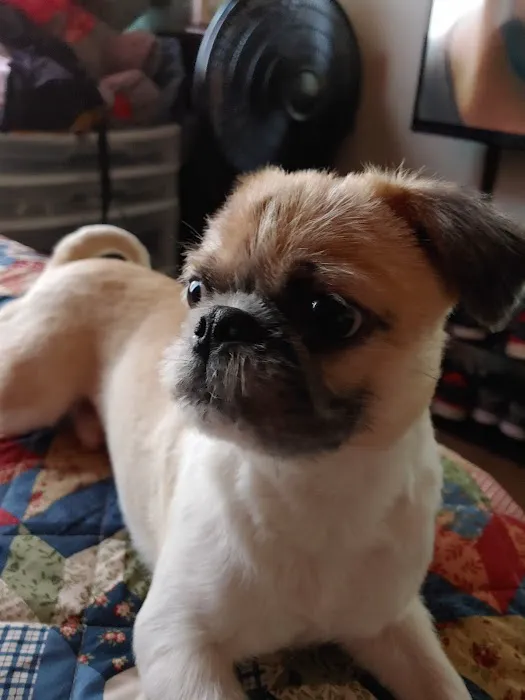 Banfield Pet Hospital Picture 8