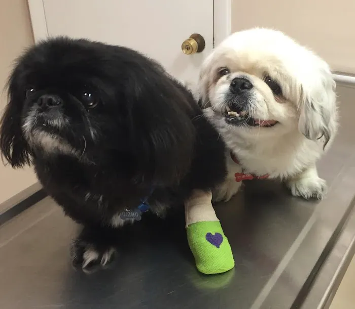 Court Street Animal Hospital Picture 6