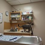 Court Street Animal Hospital