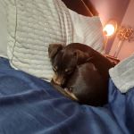 Connechusett Animal Hospital: Wood Tricia DVM