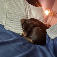 Connechusett Animal Hospital: Wood Tricia DVM ico