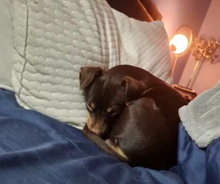 Connechusett Animal Hospital: Wood Tricia DVM