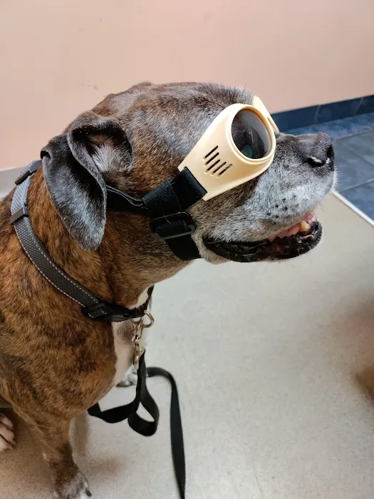 Connechusett Animal Hospital: Wood Tricia DVM Picture 5