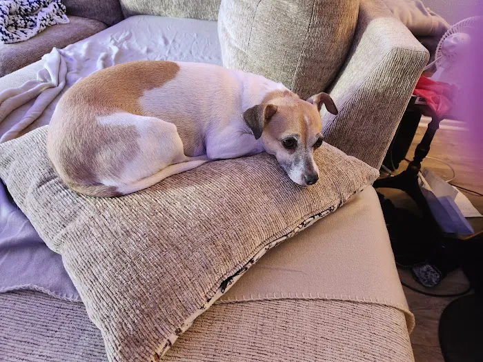 Connechusett Animal Hospital: Wood Tricia DVM Picture 4