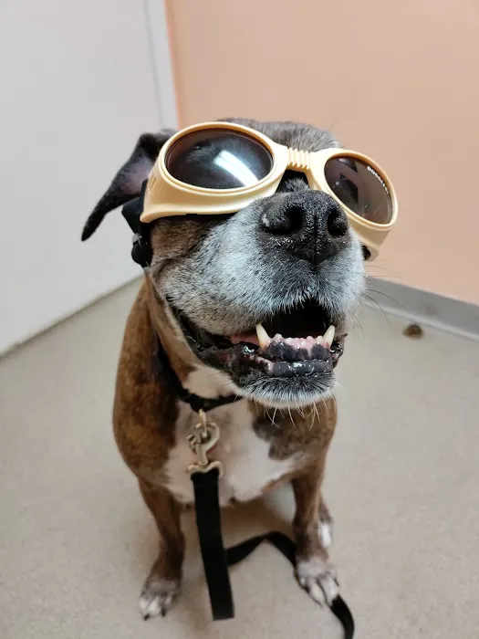 Connechusett Animal Hospital: Wood Tricia DVM Picture 6