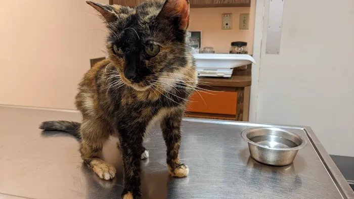 Connechusett Animal Hospital Picture 1