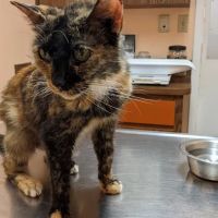 Connechusett Animal Hospital ico