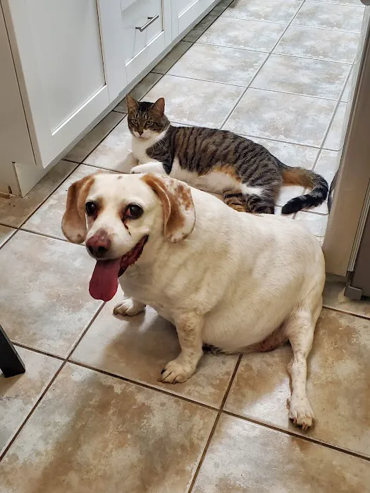 Connechusett Animal Hospital Picture 4