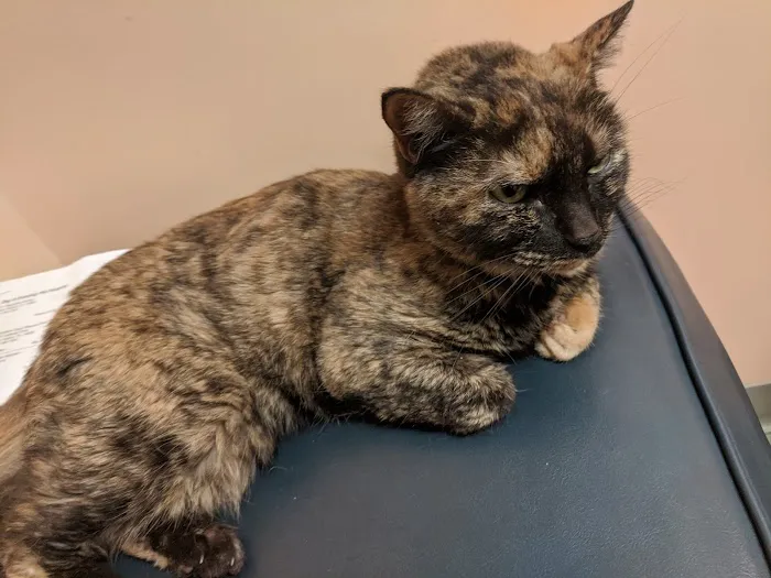 Connechusett Animal Hospital Picture 2