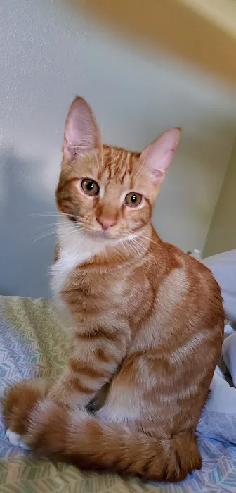 Connechusett Animal Hospital Picture 7
