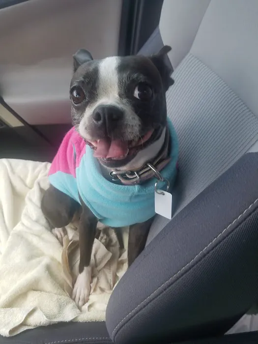 Connechusett Animal Hospital Picture 6