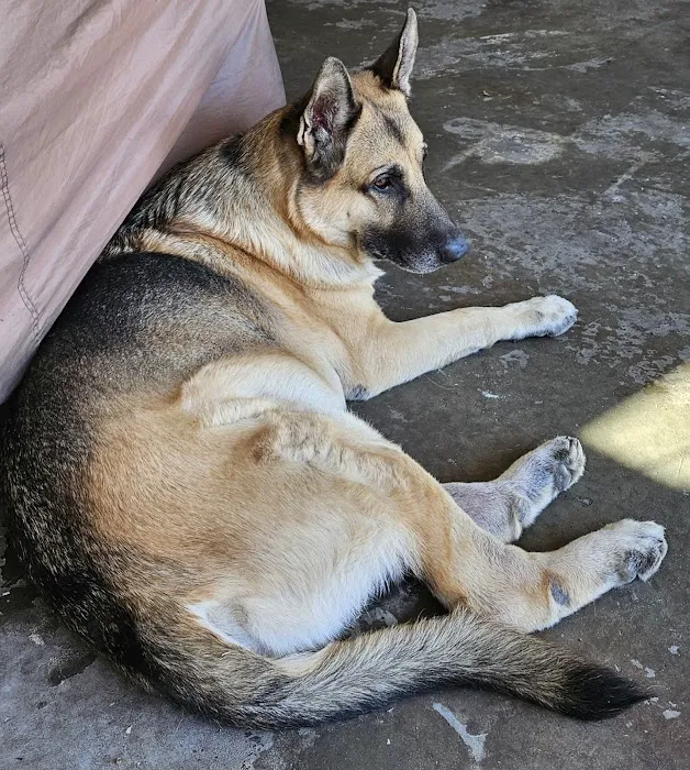 Dr.Stenzel Clearwater Animal Clinic Picture 4