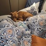 Dr.Stenzel Clearwater Animal Clinic