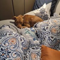 Dr.Stenzel Clearwater Animal Clinic ico