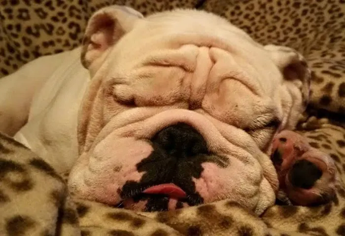 Dr.Stenzel Clearwater Animal Clinic Picture 7