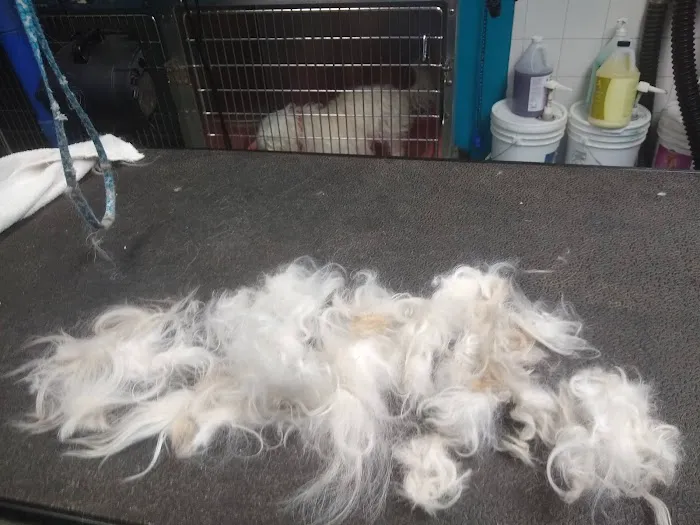 East Bay Animal Hospital Picture 4