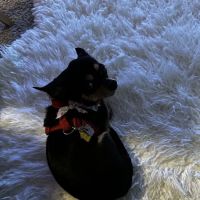 East Bay Animal Hospital ico