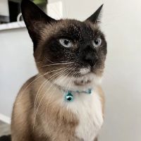 Coastal Animal Clinic ico