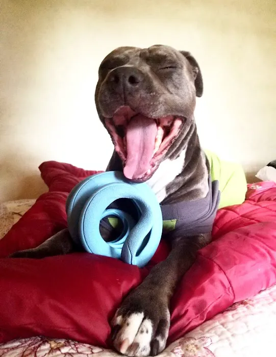 The Pet Dentist Picture 2