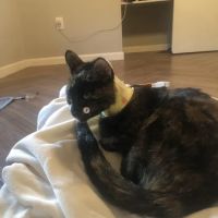 The Pet Dentist ico