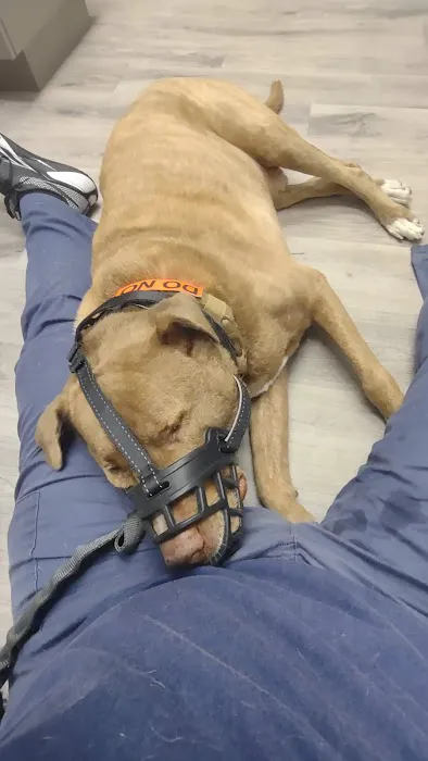The Pet Dentist Picture 5
