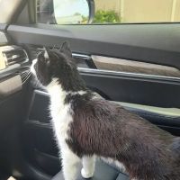 Largo Veterinary Hospital ico