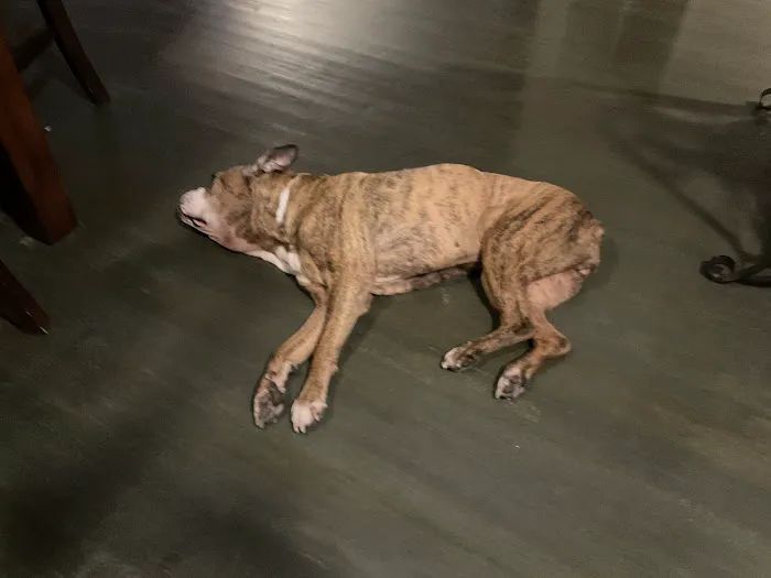 Pet Angel Memorial Center Picture 6
