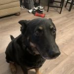 Parting Paws - Pet Euthanasia in the privacy and comfort of your home