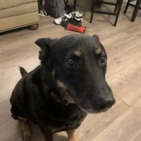 Parting Paws - Pet Euthanasia in the privacy and comfort of your home ico
