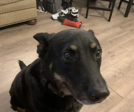 Parting Paws - Pet Euthanasia in the privacy and comfort of your home