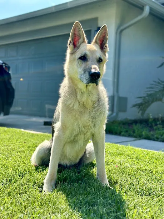 Parting Paws - Pet Euthanasia in the privacy and comfort of your home Picture 2