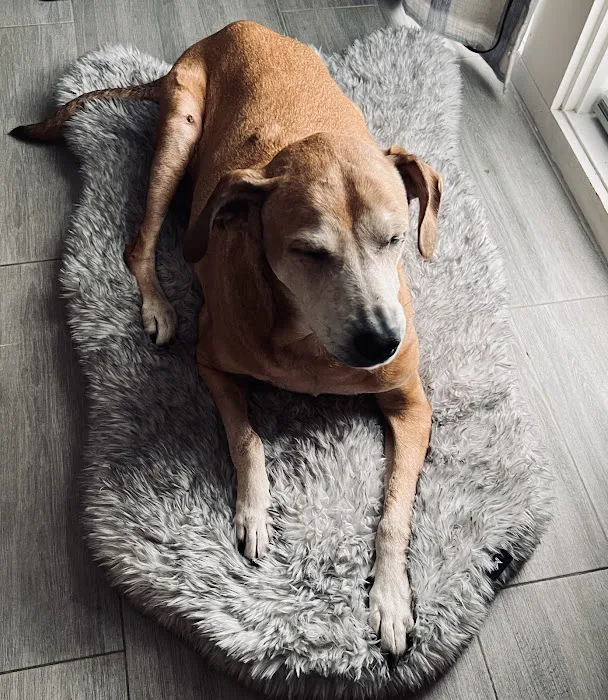 Parting Paws - Pet Euthanasia in the privacy and comfort of your home Picture 8