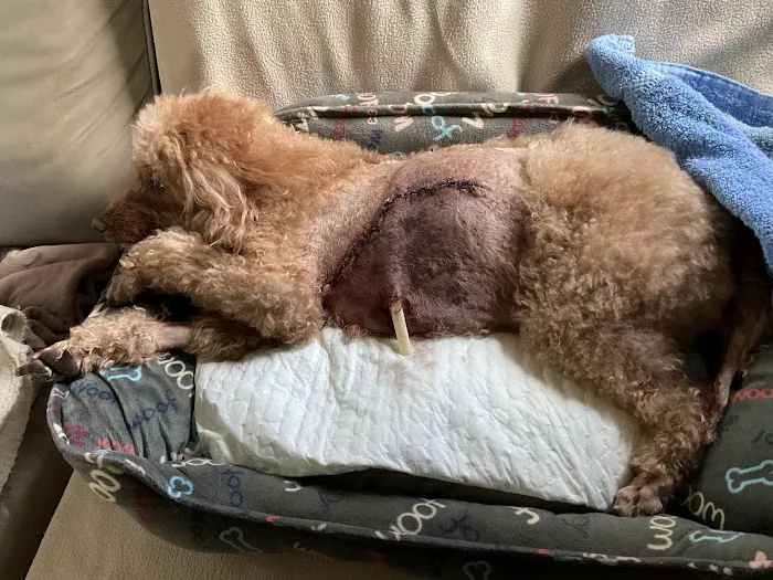 BluePearl Pet Hospital Picture 2