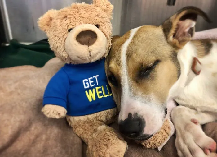 Furry Friends Veterinary Center Picture 1