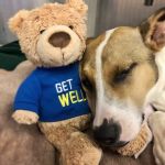Furry Friends Veterinary Center