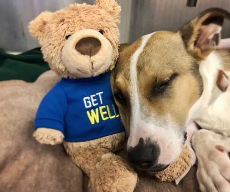 Furry Friends Veterinary Center