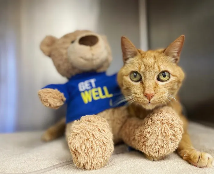 Furry Friends Veterinary Center Picture 4