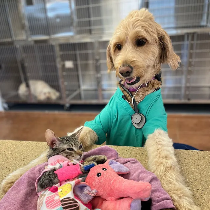 Furry Friends Veterinary Center Picture 6