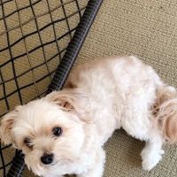 Silverthorn Animal Clinic ico
